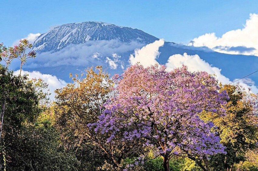 the view of Kilimanjaro. 1