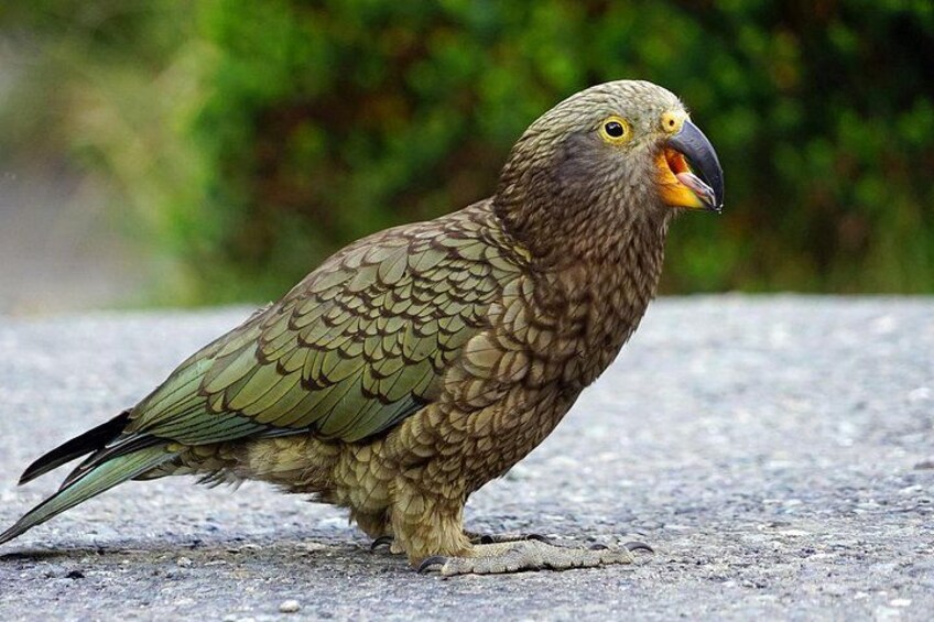 Kea-Alpine Parrot 2