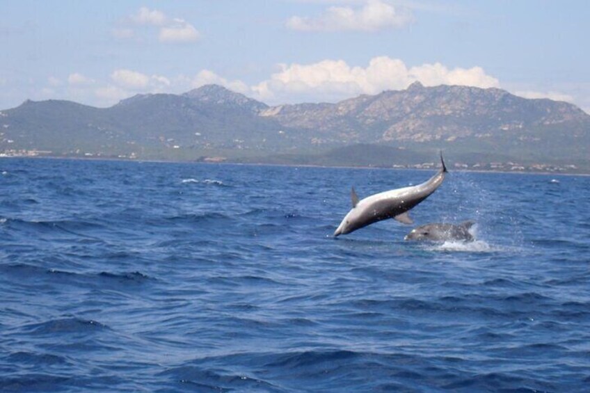 Dolphin Watching Boat Excursion to Figarolo Island from Olbia