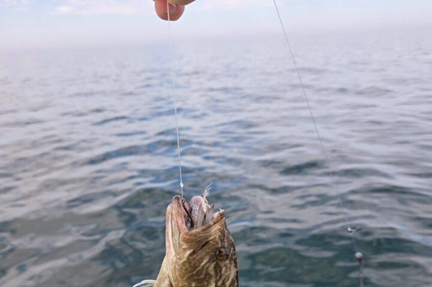 Private 4 hr Fishing Tour with Master Captain Bill Phillips 2