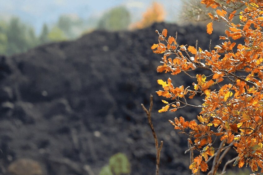 A pile of dark soil with orange autumn leaves in the foreground. 3