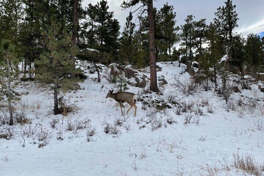 Deer at Horsetooth!