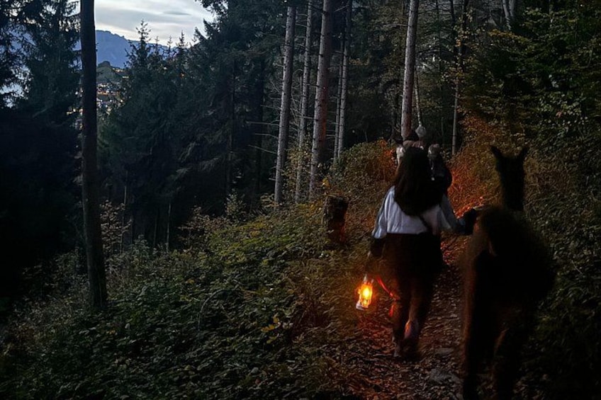 A person walking with a dog in a forested area at dusk. 2