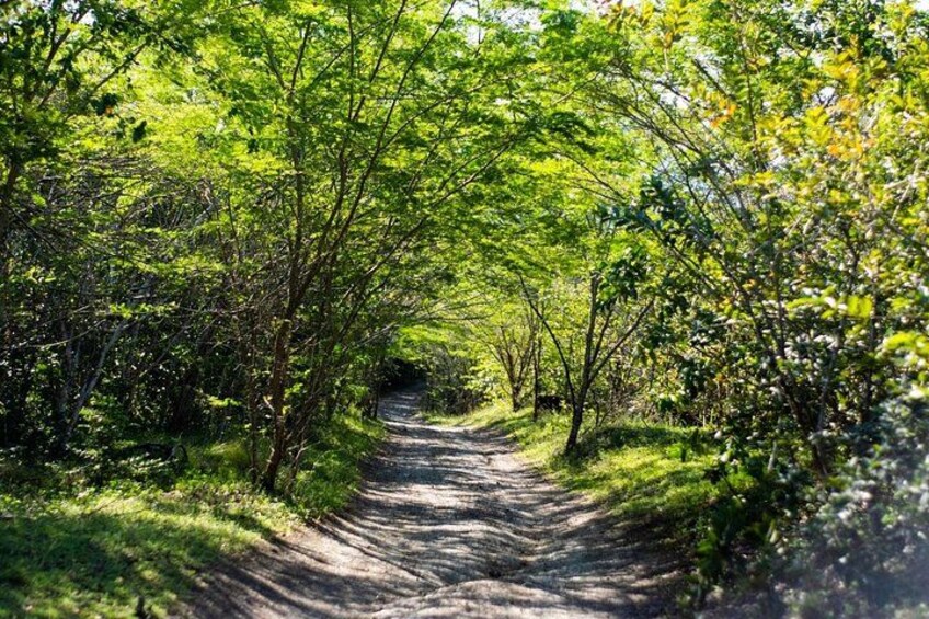Half-Day Buggy Guided Adventure for Amber Cove and Taino Bay 3