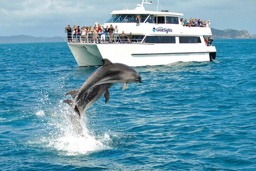 A dolphin jumping out of the water in front of a boat with people on deck. 5