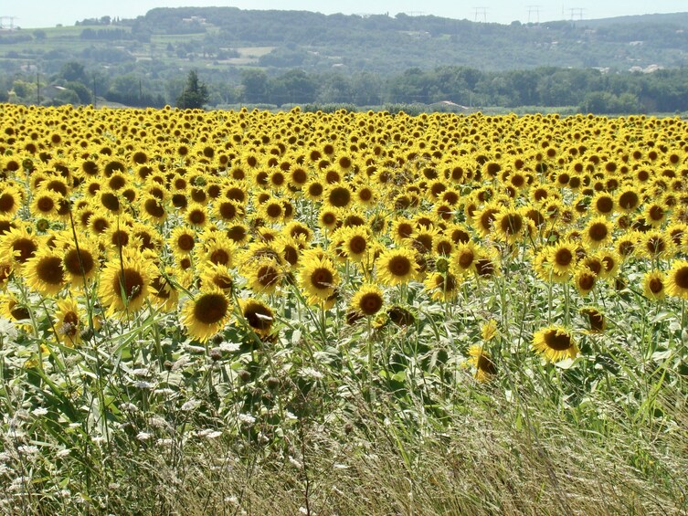 Albi, Cordés-sur-ciel & Gaillac : Day trip from Toulouse