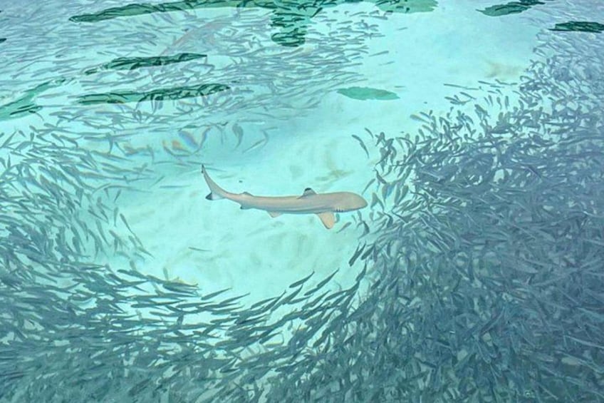 Pulau Redang Snorkeling and Island Hopping Full Day Tour 5