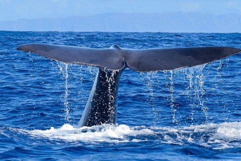 De staart van een walvis steekt boven het water uit, met spetters eromheen, en een verre kustlijn. 1