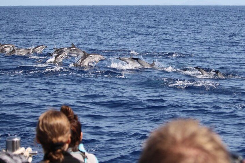 Een groep dolfijnen springt uit de oceaan. 2