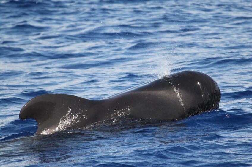 Un grand mammifère marin, vraisemblablement une baleine, nage dans l’océan. 2