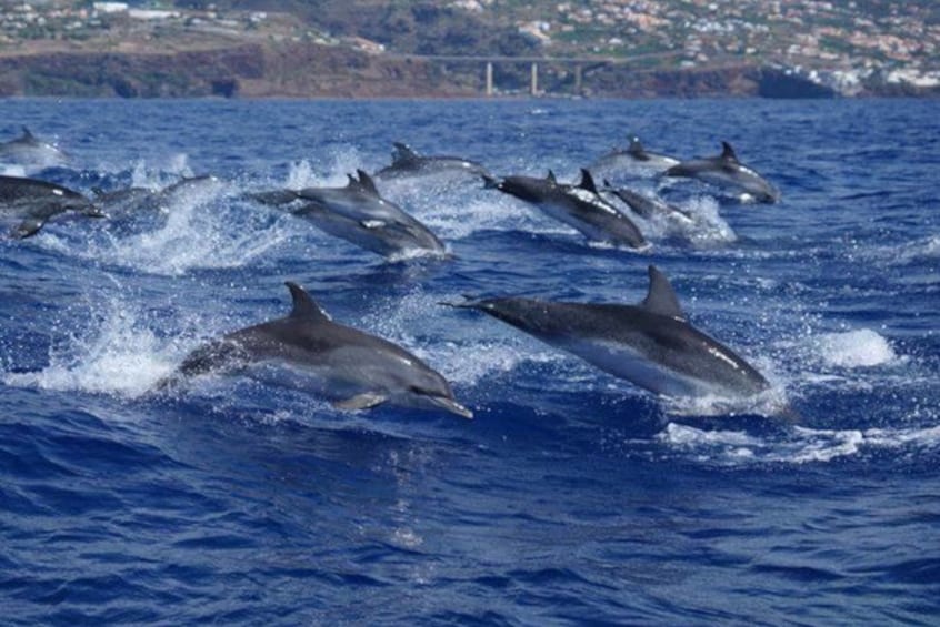 Des dauphins sautent hors de l’eau dans une zone côtière. 4