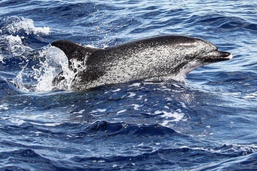 Een walvis springt uit de oceaan. 5