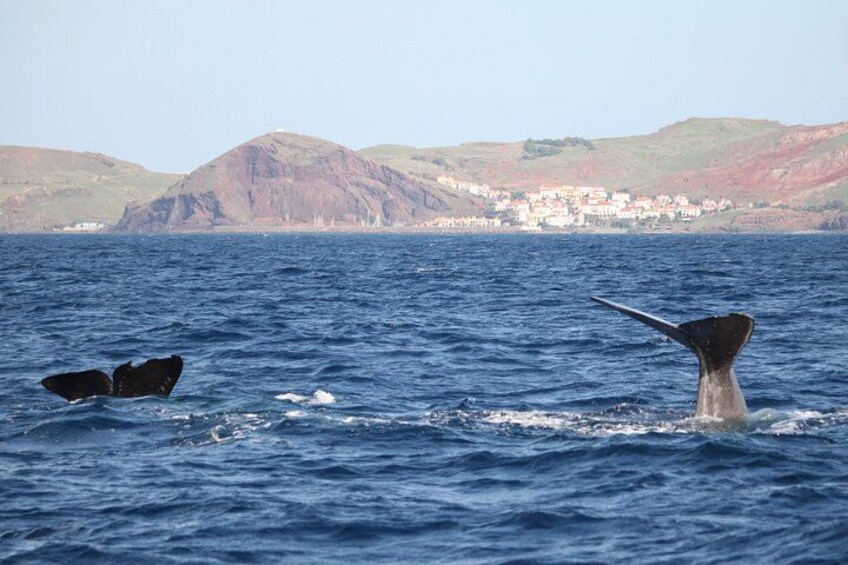 Een walvis springt uit het water, de staart zichtbaar, met op de achtergrond een kustplaatsje en een heldere lucht. 3