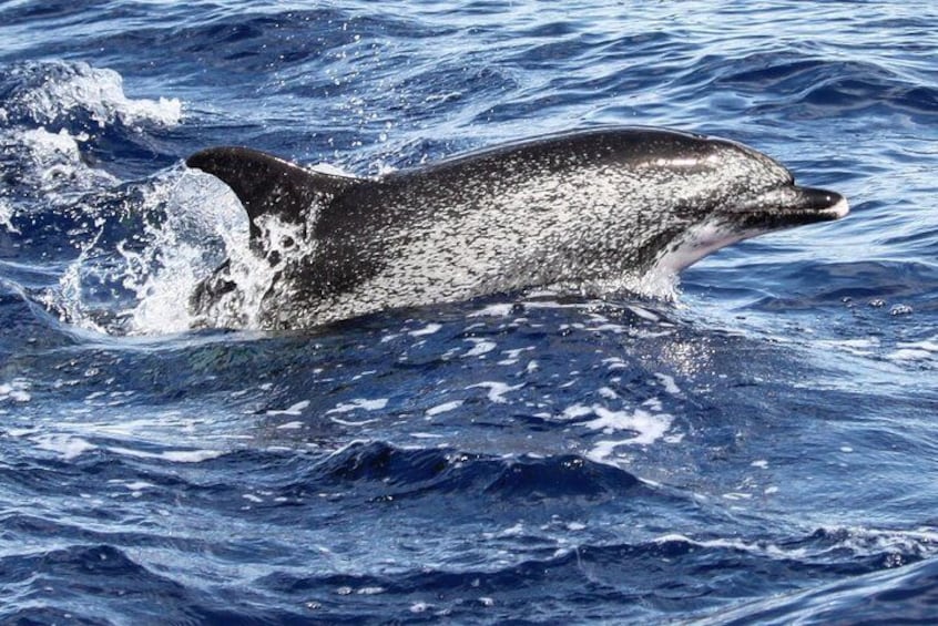 Un dauphin bondissant hors de l’eau. 3