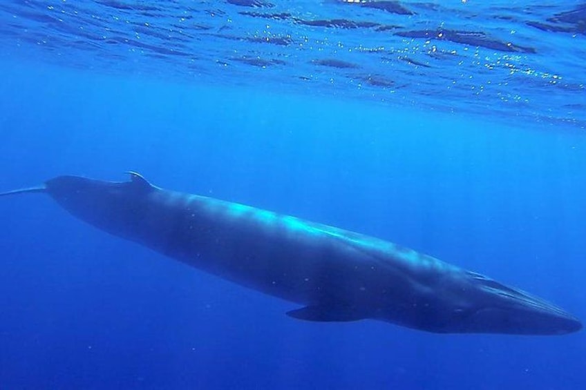 Une grande baleine nageant sous l’eau. 5