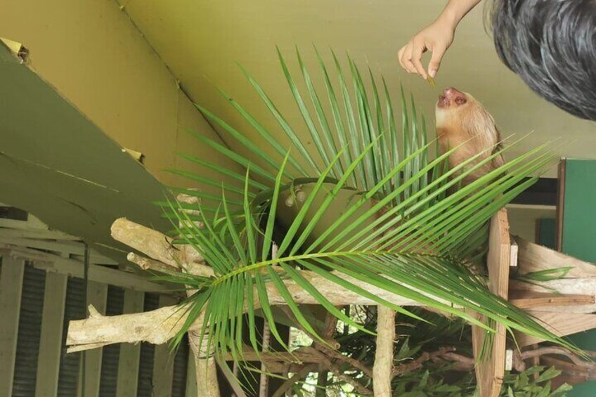 Zipline and Sloth Sanctuary Private Tour