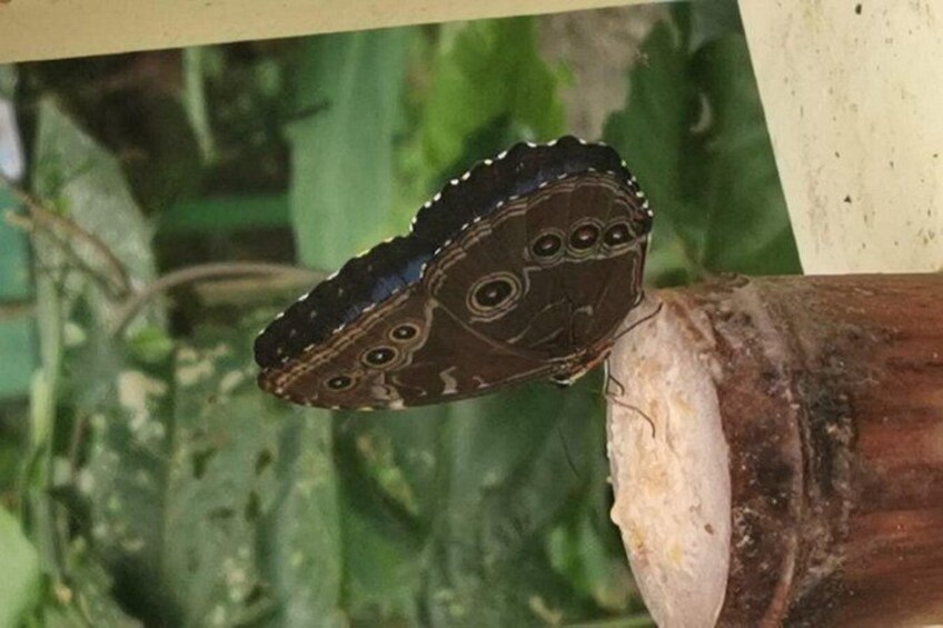 Una mariposa posada en una rama. 2