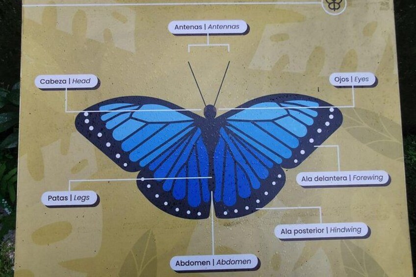 Una mariposa con partes identificadas, incluyendo cabeza, ojos, patas, ala anterior, ala posterior y abdomen. 4