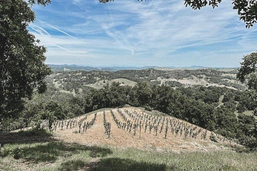 A vineyard with rows of grapevines on a hillside. 5