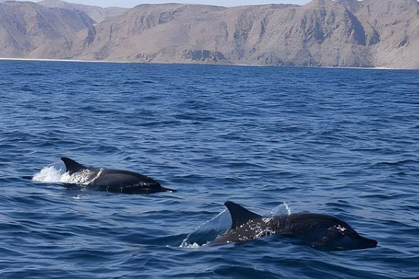 Dos ballenas nadan en el océano, con una costa montañosa al fondo. 1
