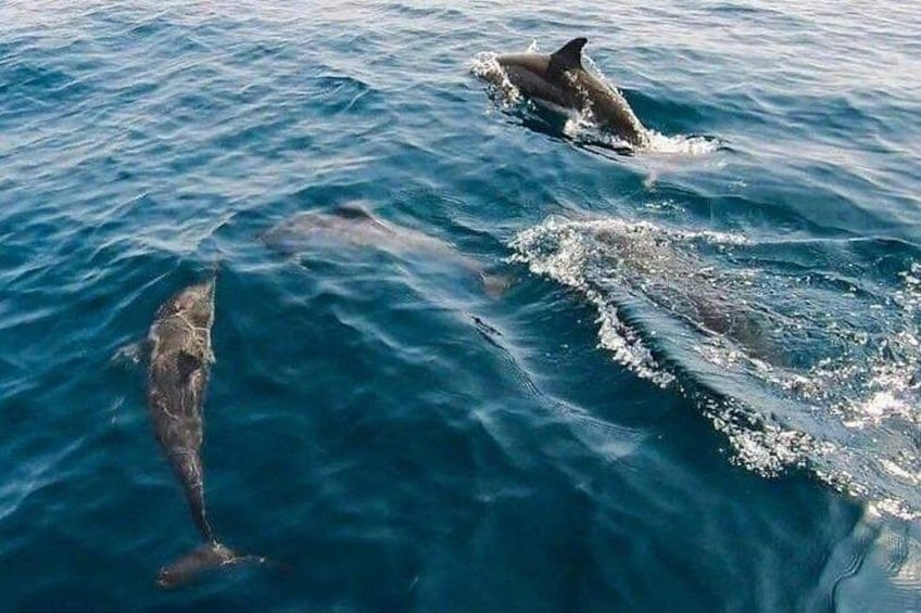 Dos delfines nadando en el océano. 2