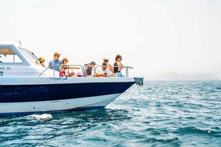 Dolphin Watching 4