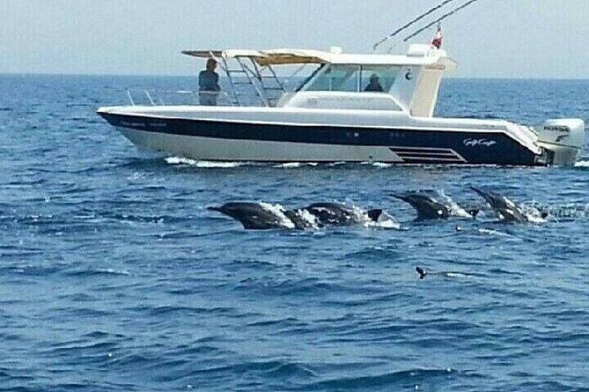 Dolphin Watching 2
