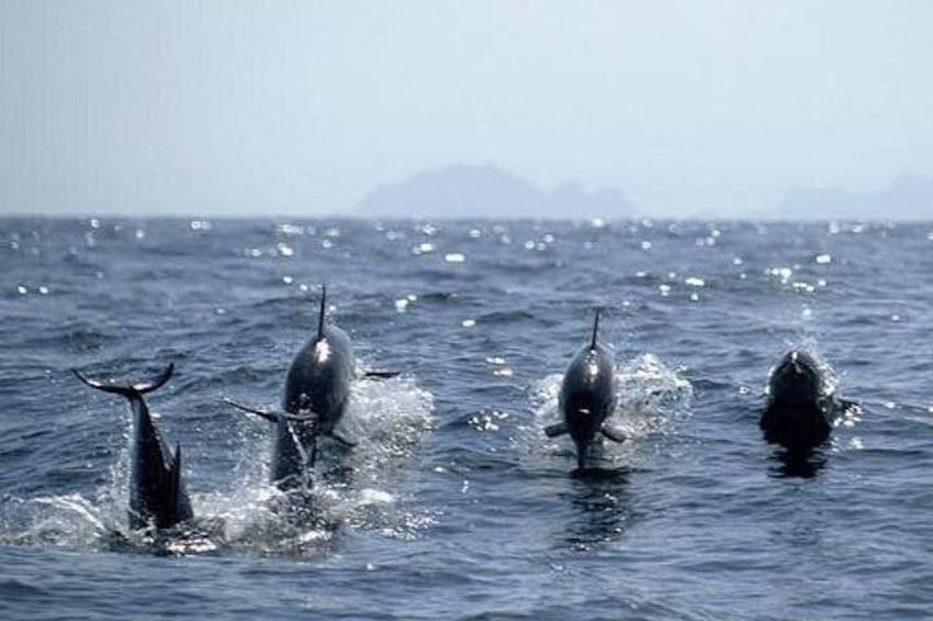 Delfines saltando fuera del agua en el océano. 4