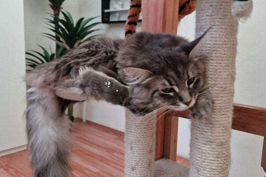Un gato trepando un rascador dentro de casa. 4
