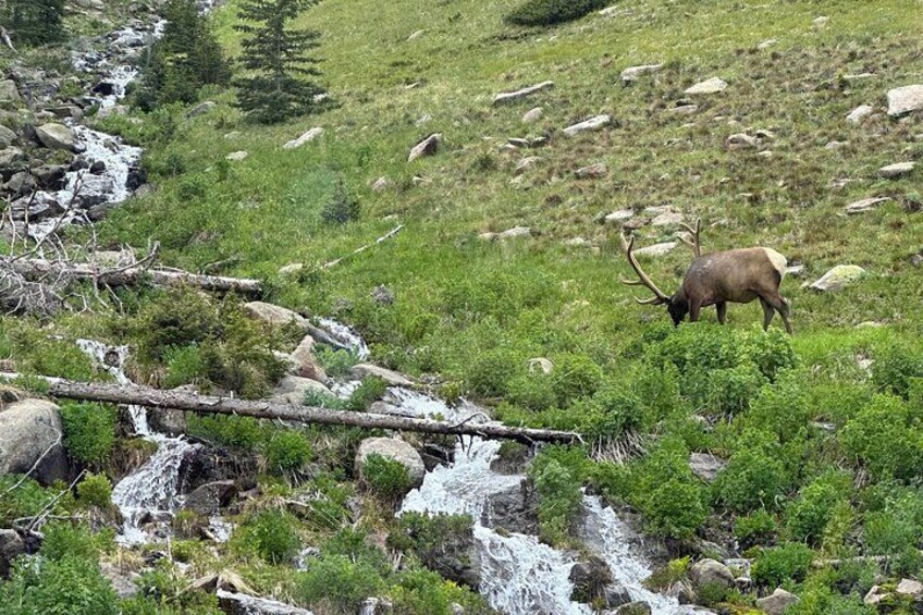 Retractable Glass Top Tours of RMNP by Purple Points Tour Company 5