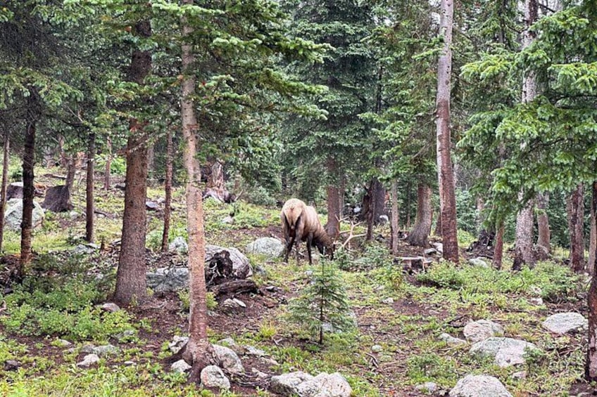 Retractable Glass Top Tours of RMNP by Purple Points Tour Company 2