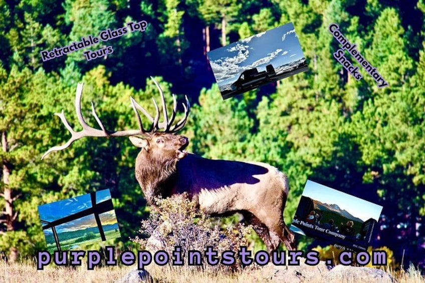 Retractable Glass Top Tours of RMNP by Purple Points Tour Company 4