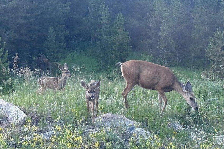 Retractable Glass Top Tours of RMNP by Purple Points Tour Company 5