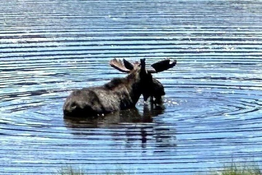 Retractable Glass Top Tours of RMNP by Purple Points Tour Company 3