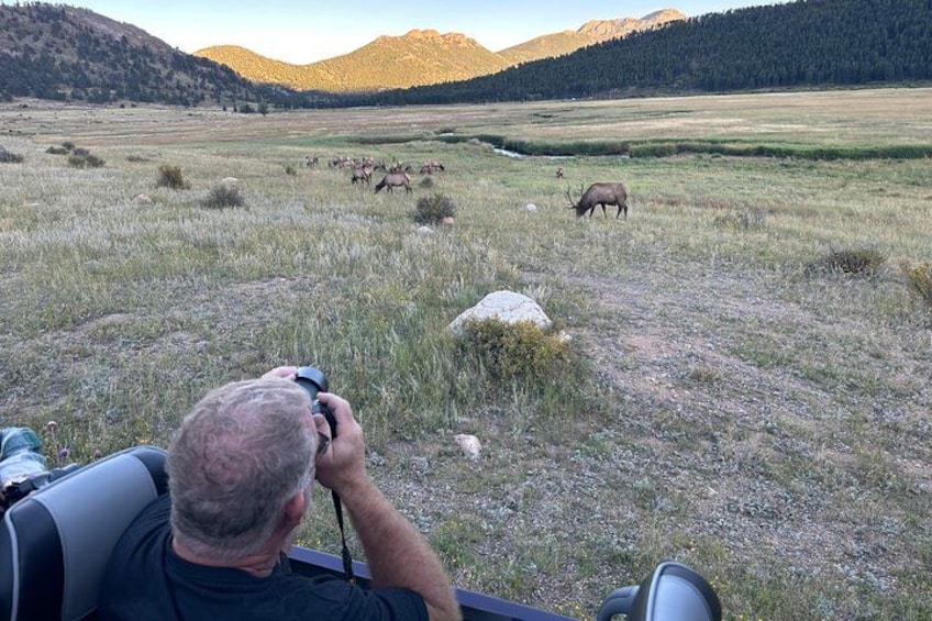 A man photographing elk in a grassy field with mountains in the background. 3