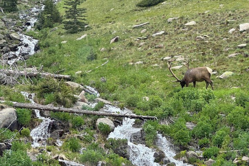 A mountain landscape with a stream, rocky terrain, and a large elk with antlers. 5
