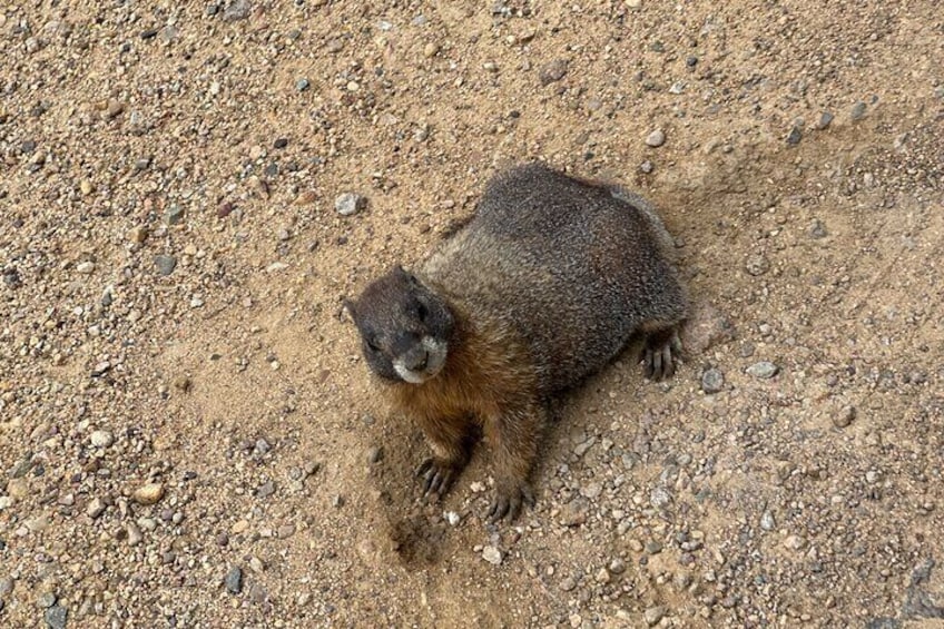 Una marmota sobre un terreno rocoso. 4