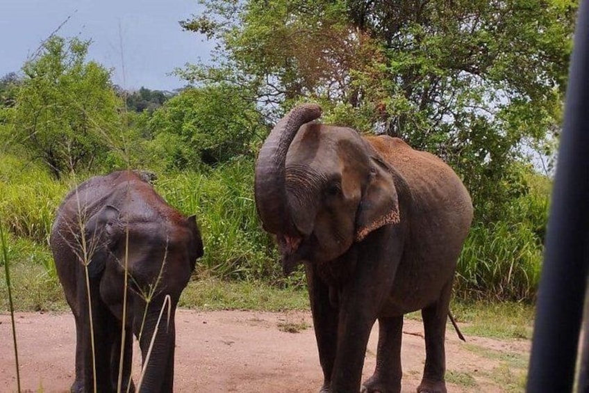 Two elephants in a natural setting with greenery and trees in the background. 5