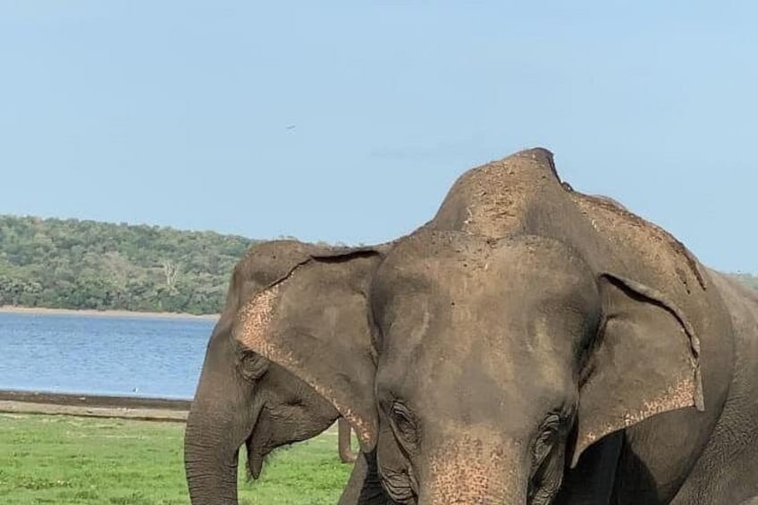 An elephant near a body of water with a grassy area and trees in the background. 2