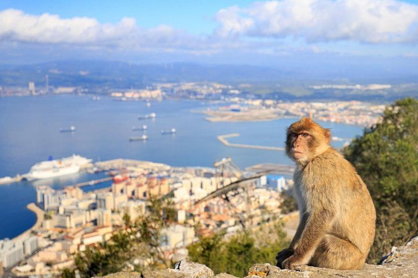 Full Day Private Shore Tour in Gibraltar from Gibraltar Port 1