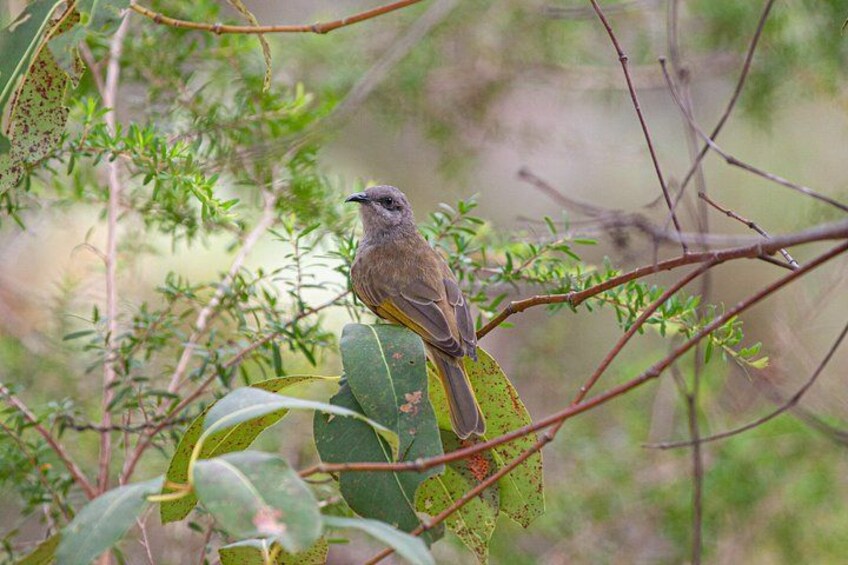 A bird perched on a branch amidst green foliage. 5
