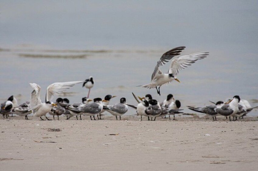 Full Day Birdlife Tour in Bribie Island 2
