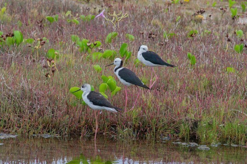 Full Day Birdlife Tour in Bribie Island 5