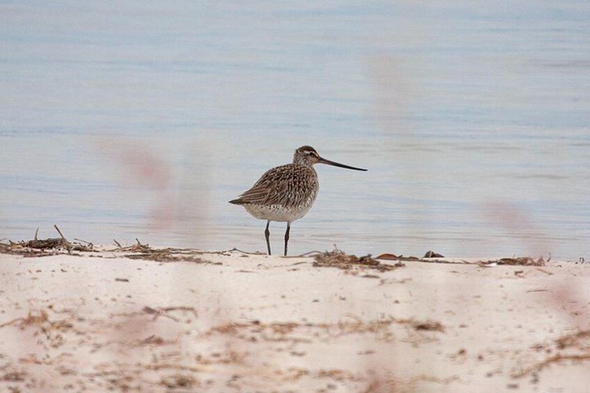 A bird standing on a sandy shore near calm water. 2