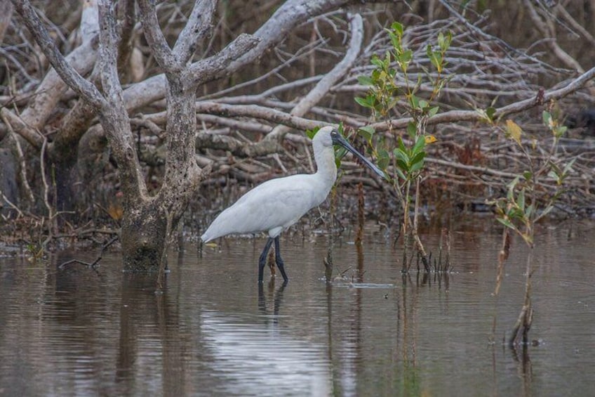 Full Day Birdlife Tour in Bribie Island 4