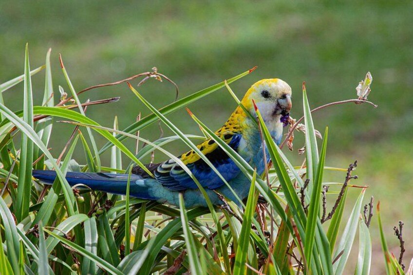 A parrot with blue and yellow feathers perched among green grass and plants. 3