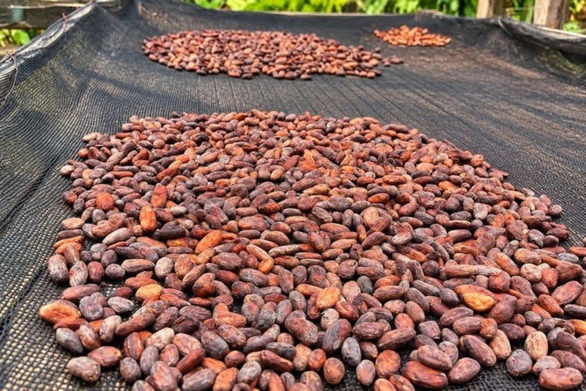 Les fèves de cacao sont étalées sur une grille pour sécher. 1