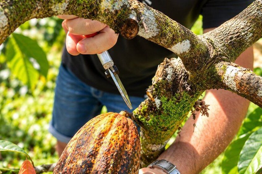 Une personne utilise un outil sur une branche d’arbre où se trouve une cabosse de cacao. 3