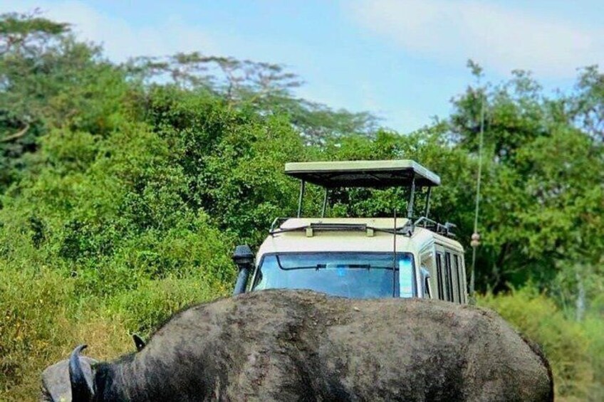 Half Day Guided Tour in Nairobi National Park With 4*4 Vehicle 2