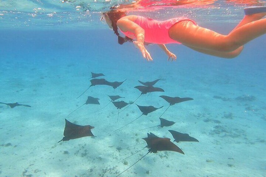 Bora Bora: 1/2 day lagoon safari - Shared tour 3